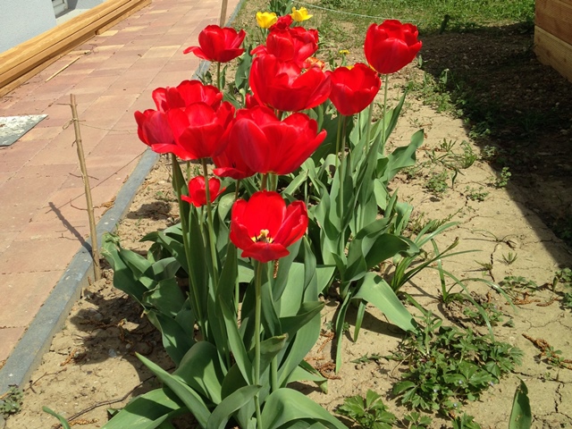 Vollfruhling Was Jetzt Im Garten Zu Tun Ist Christine S