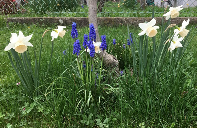 Vollfruhling Was Jetzt Im Garten Zu Tun Ist Christine S