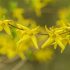 Erstfrühling - was jetzt im Garten zu tun ist